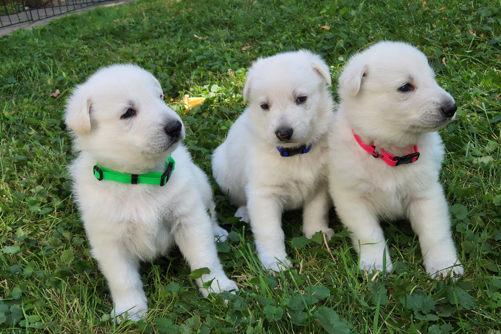 Thin BioThane Adjustable Snap Collars