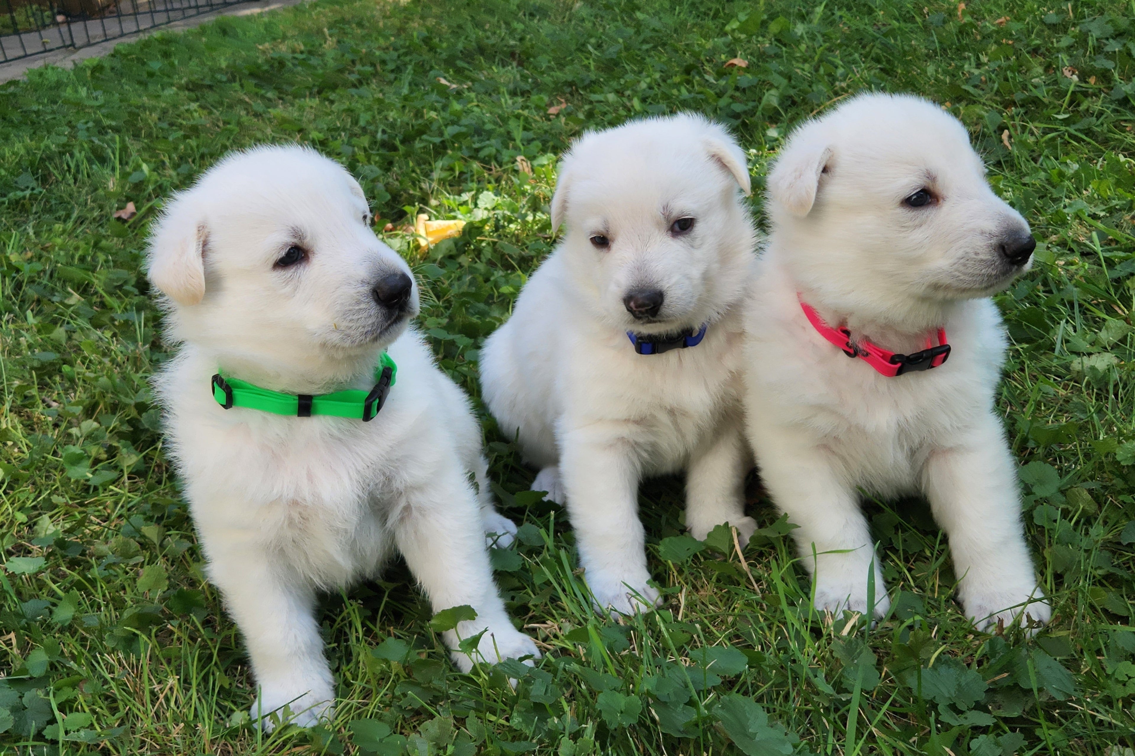 Thin BioThane Adjustable Snap Collars