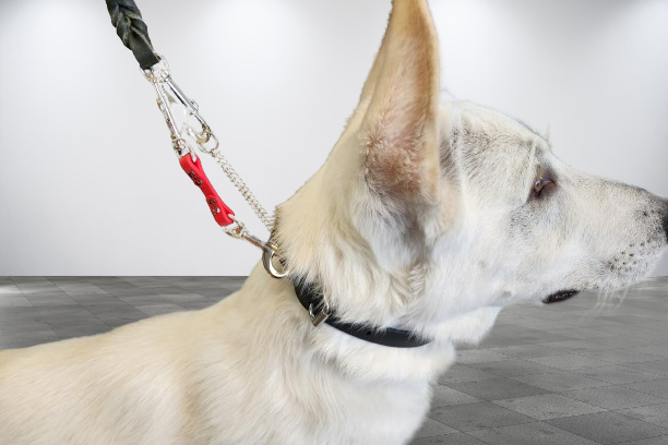 BioThane Collar Back up Tether