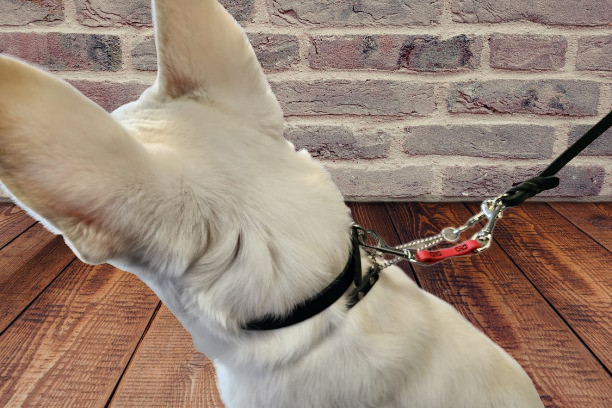 BioThane Collar Back up Tether