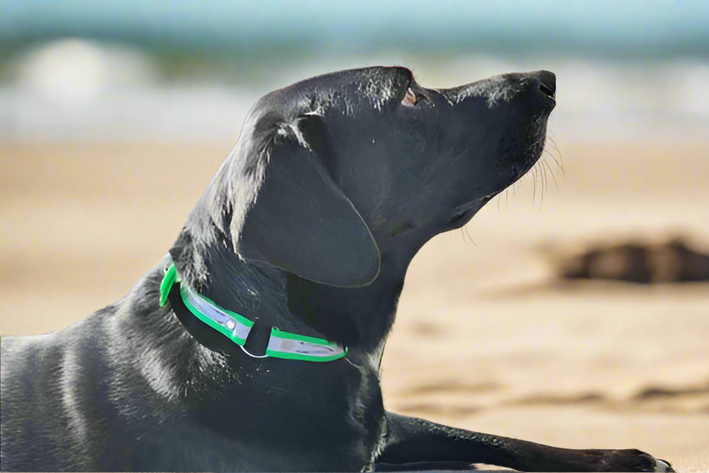 BioThane Reflective Sport Collars