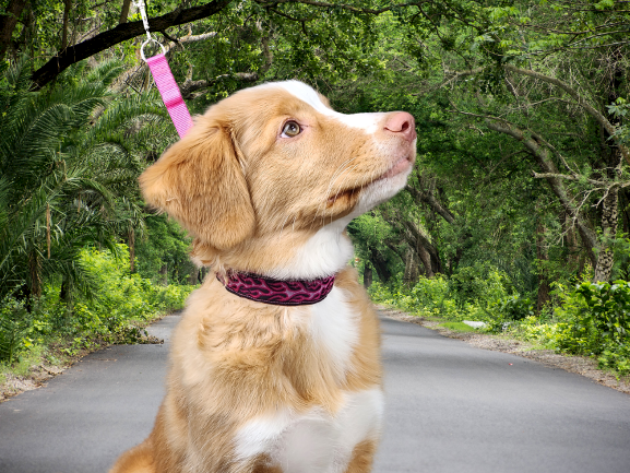 Lola Secret Powers Training Collar 10 Prong (10-17")