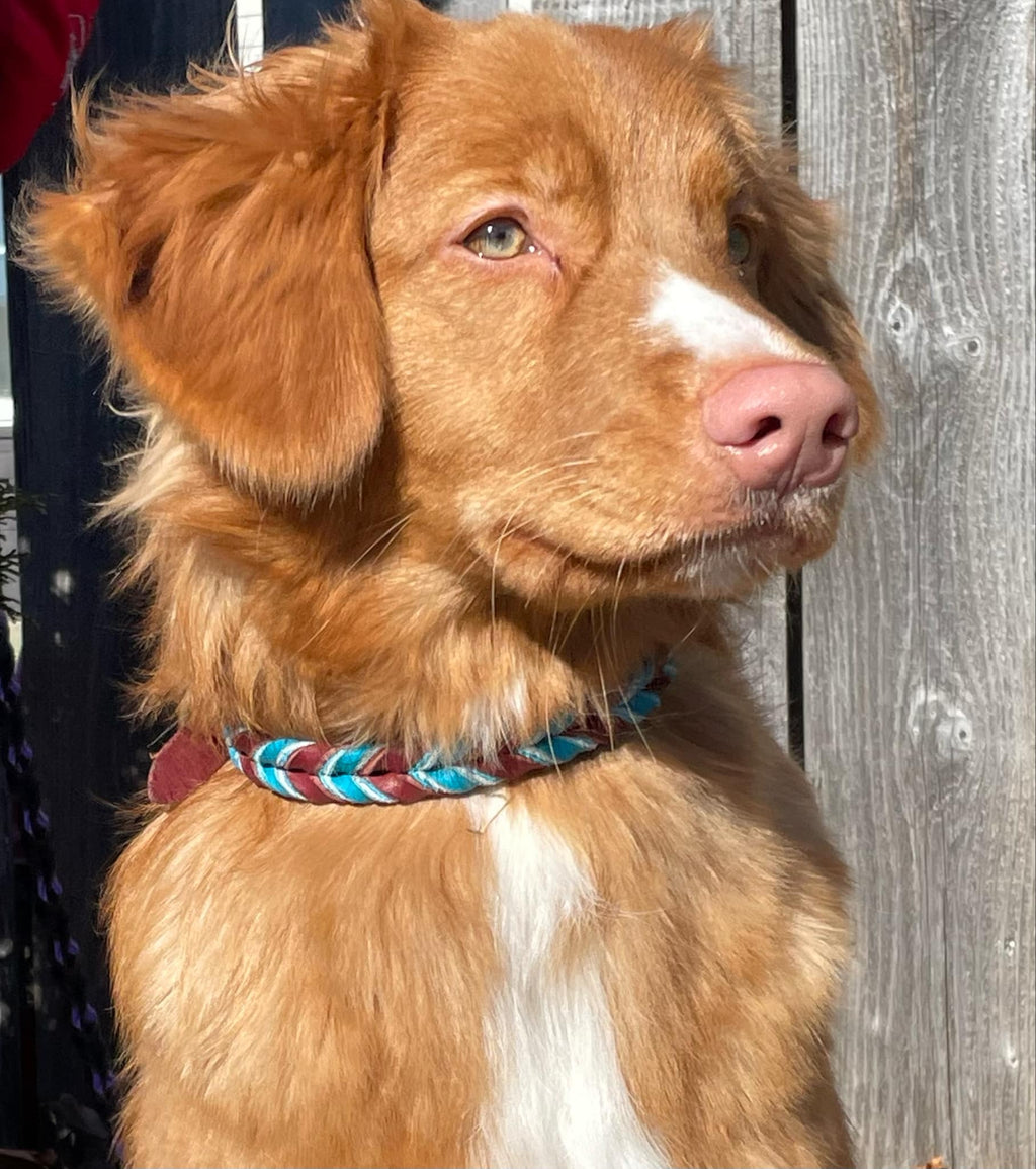 Braided Leather Collars - Latigo