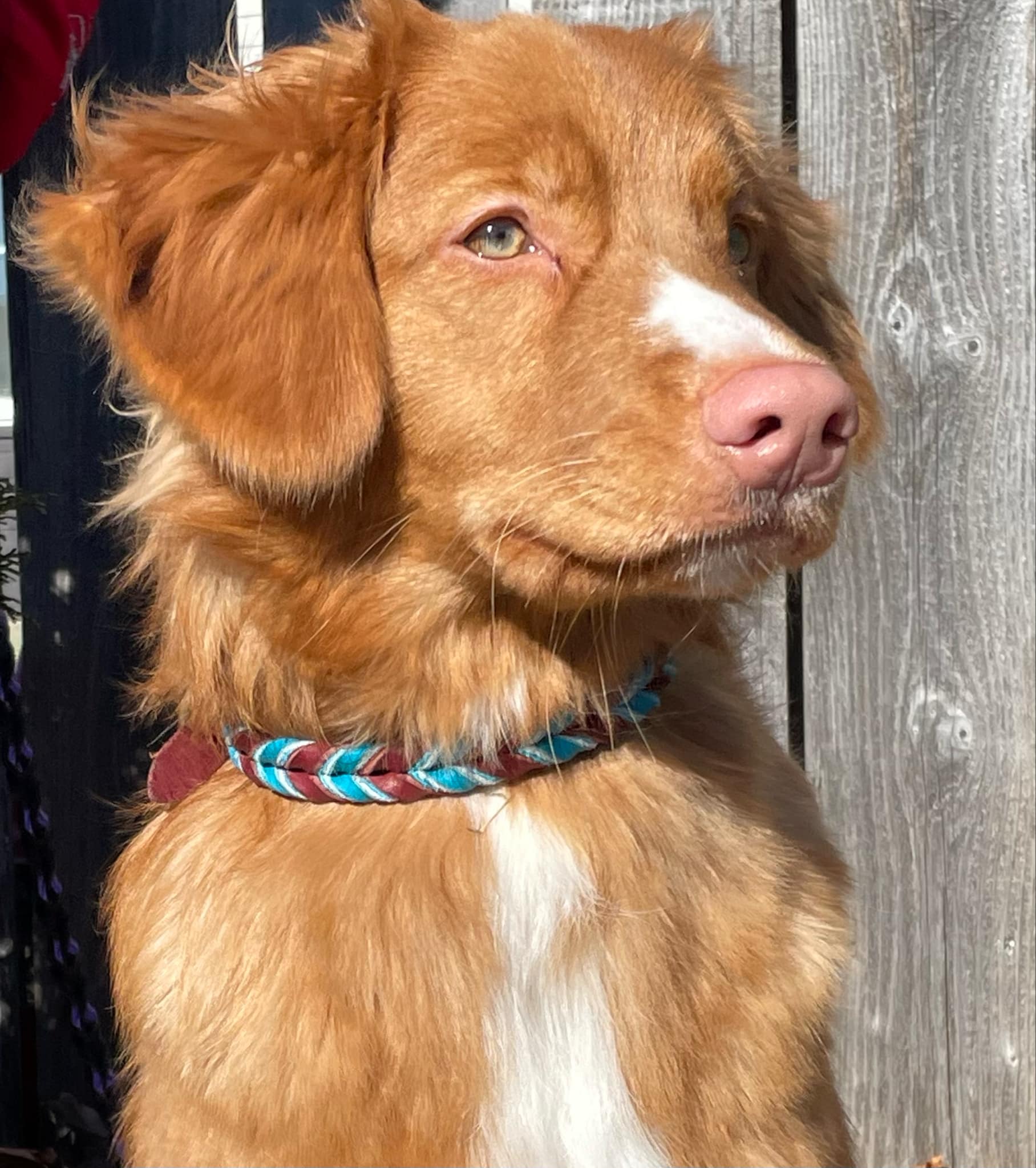 Braided Leather Collars - Latigo
