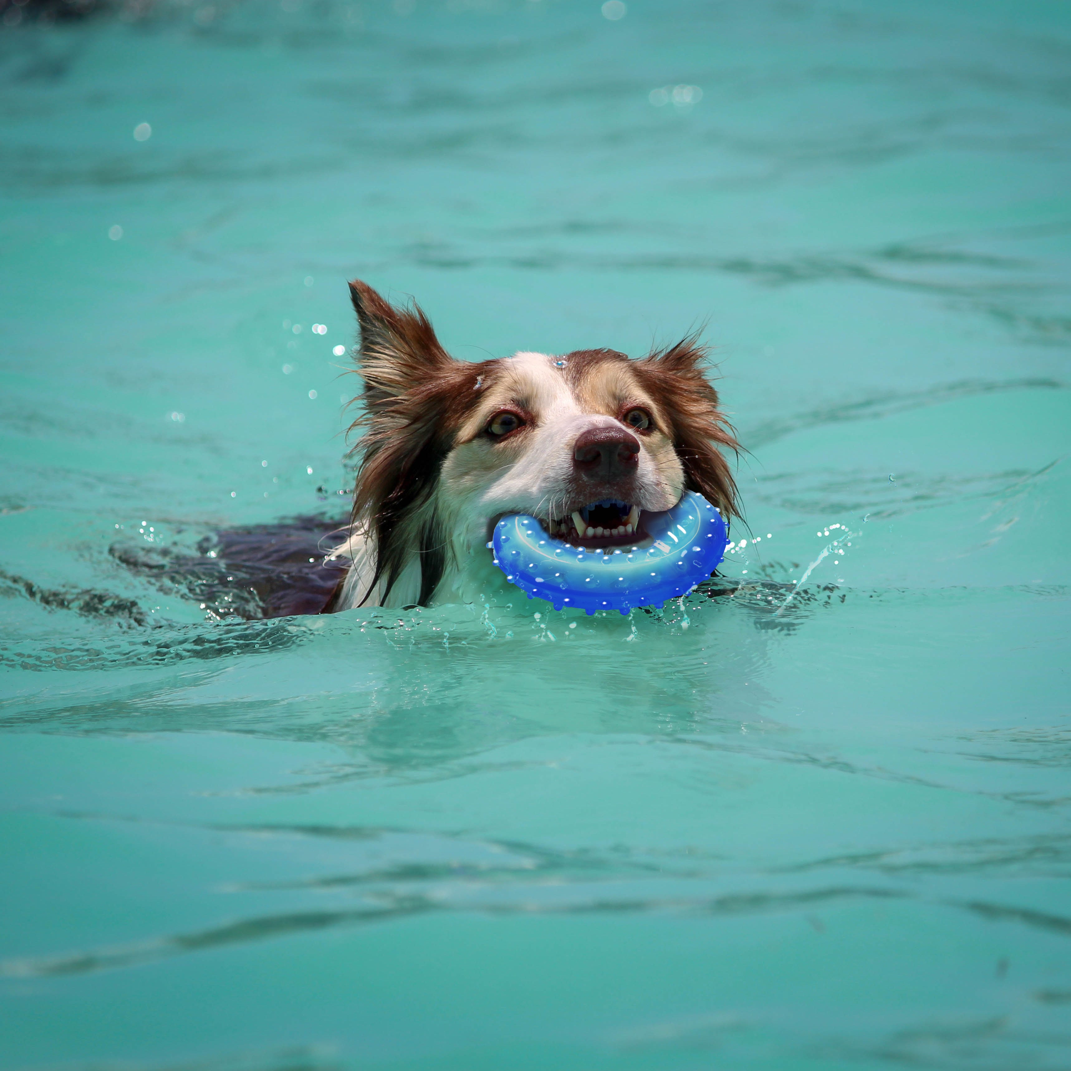 Thirst-Quencher Donut Toy Blue 10.5cm