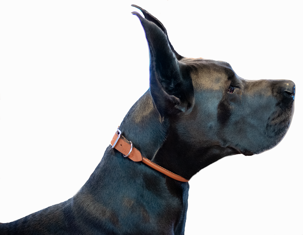 Circle T Rolled Leather Collars