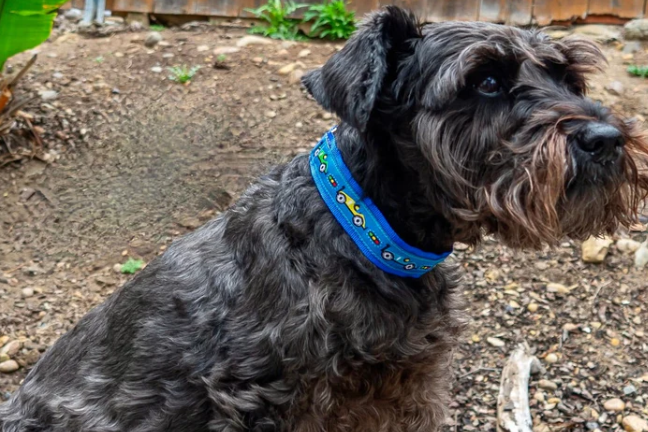 Lola Secret Powers Training Collar 12 Prong (11-19")