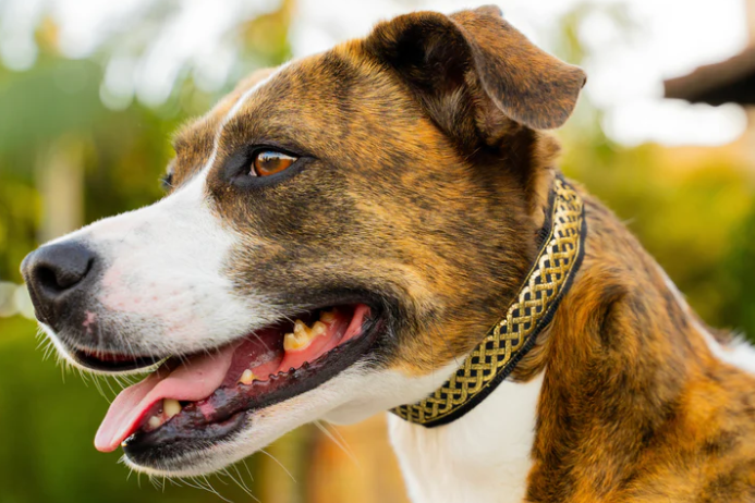 Lola Secret Powers Training Collar 12 Prong (11-19")