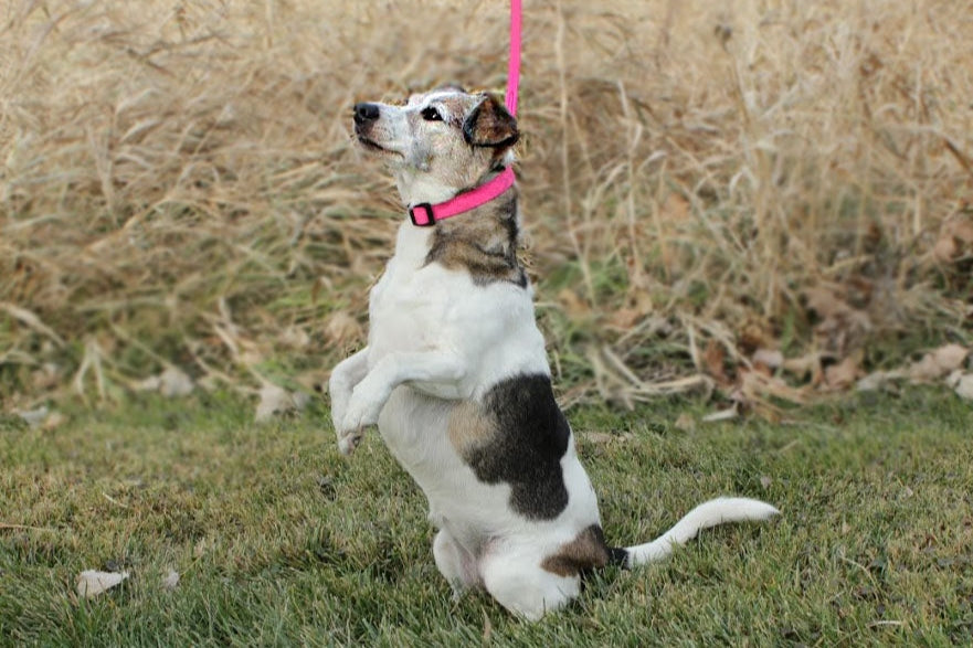 Thin BioThane Adjustable Snap Collars