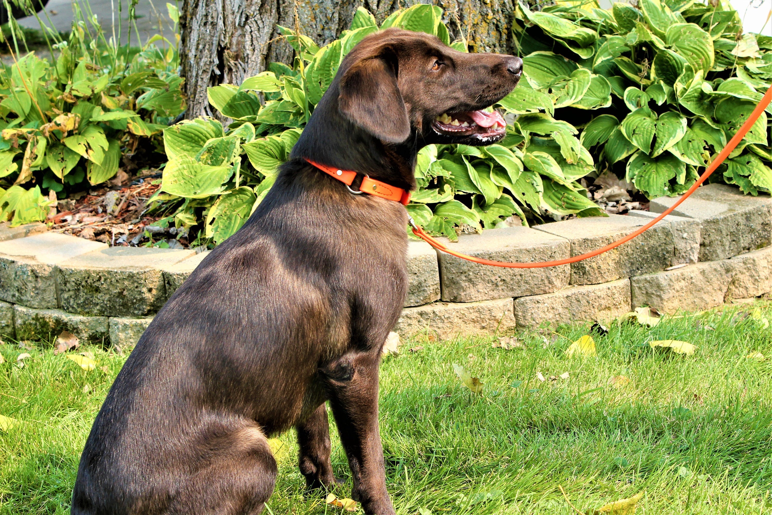 BioThane Sport Collar