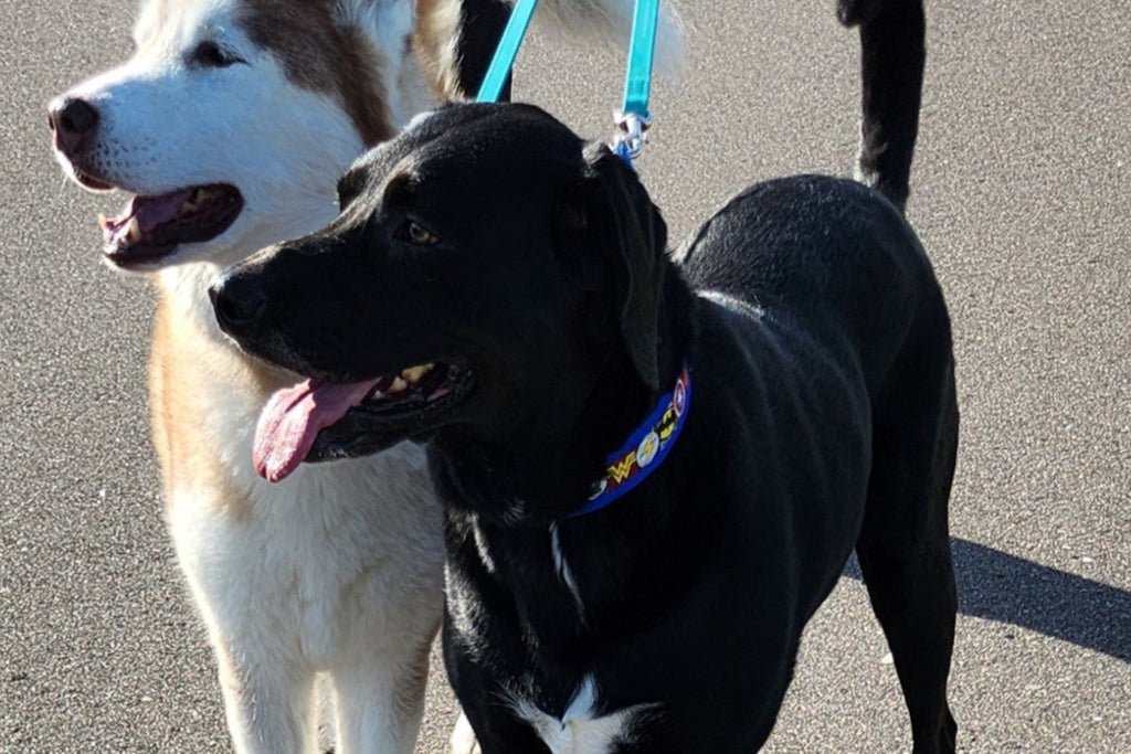 Lola Secret Powers Training Collars  10 Prongs (15-25" neck)